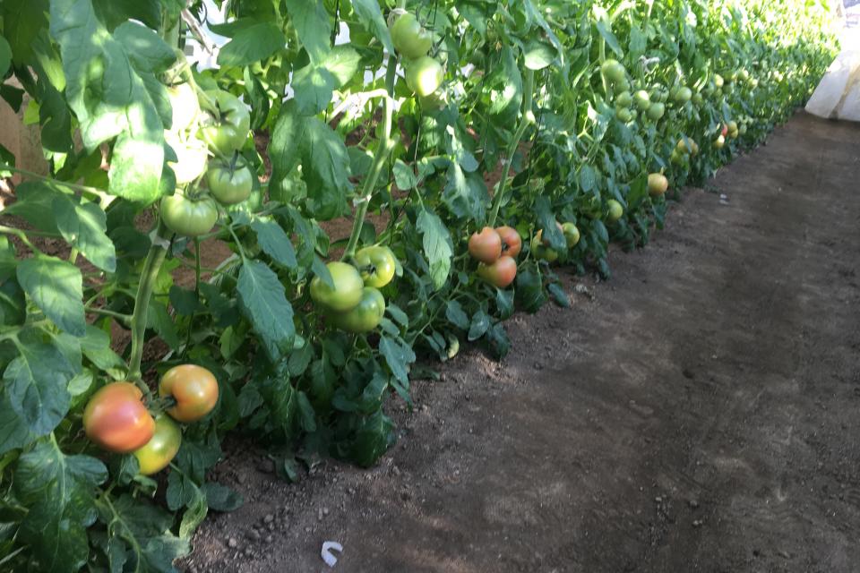 おいしい農作物を