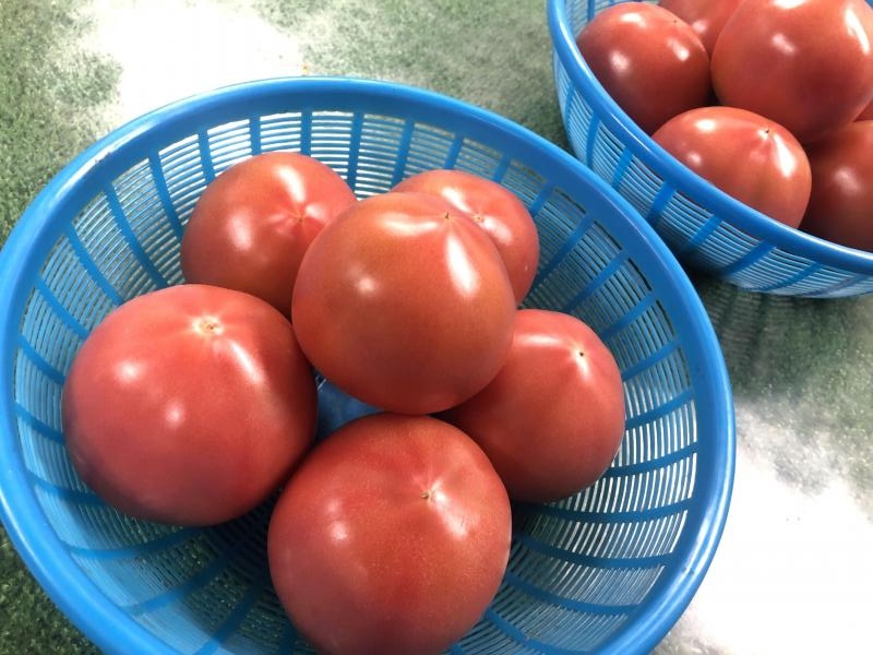 トマト　品種：かれん