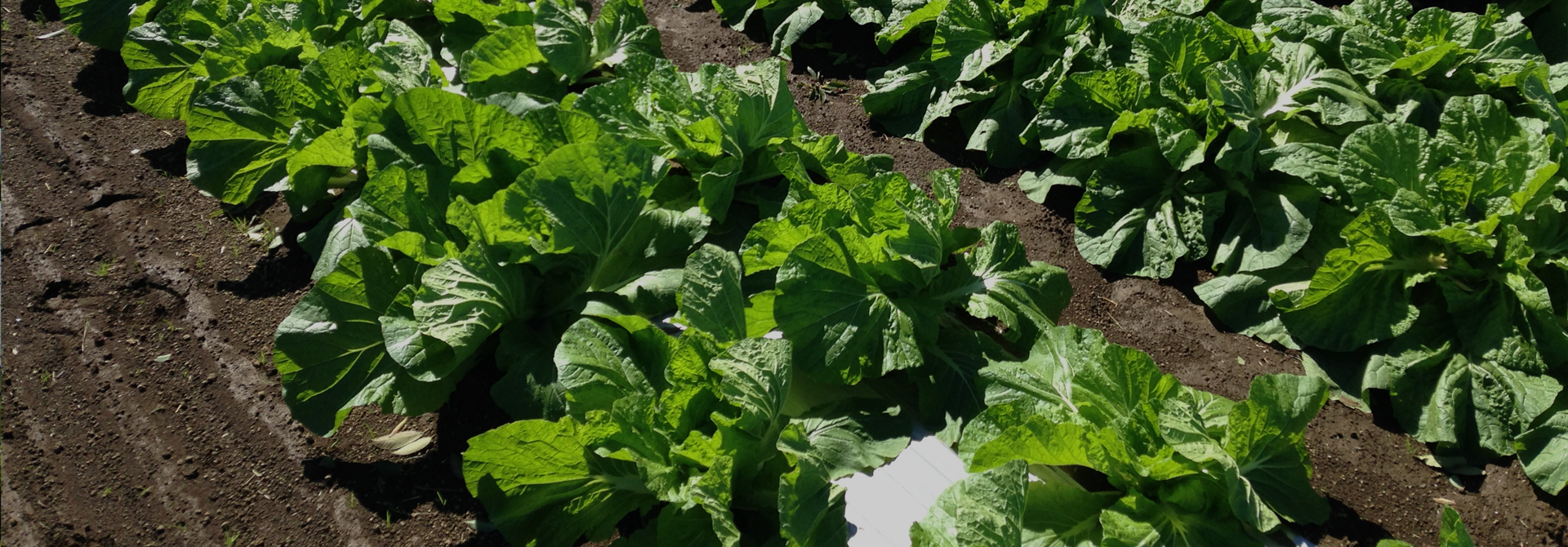 鈴木(東)農園メイン画像