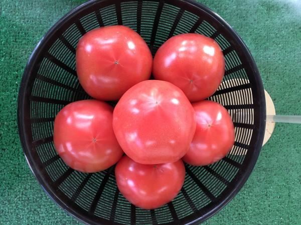 トマト　品種：サンロード